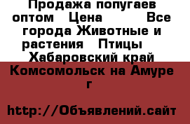 Продажа попугаев оптом › Цена ­ 500 - Все города Животные и растения » Птицы   . Хабаровский край,Комсомольск-на-Амуре г.